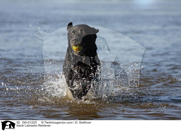 schwarzer Labrador Retriever / black Labrador Retriever / DG-01225