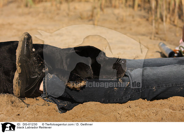 schwarzer Labrador Retriever / black Labrador Retriever / DG-01230