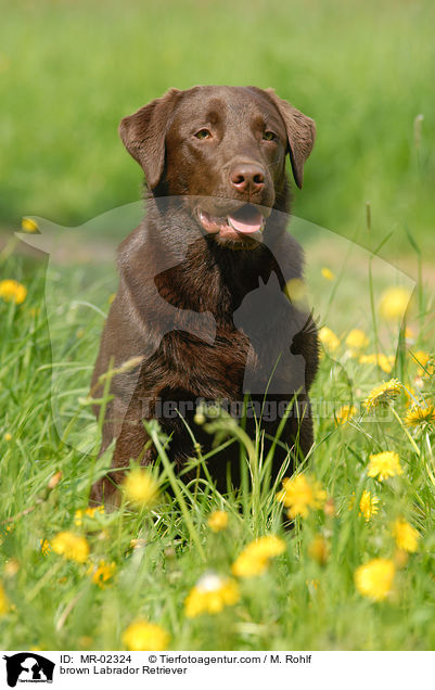 brauner Labrador Retriever / brown Labrador Retriever / MR-02324