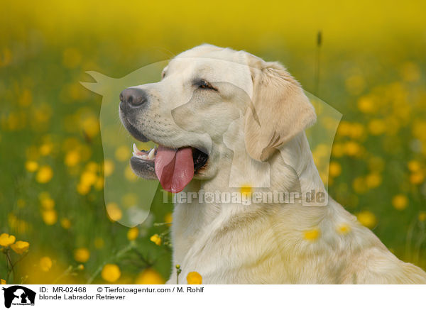 blonder Labrador Retriever / blonde Labrador Retriever / MR-02468
