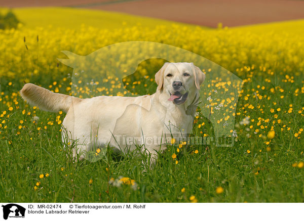 blonder Labrador Retriever / blonde Labrador Retriever / MR-02474