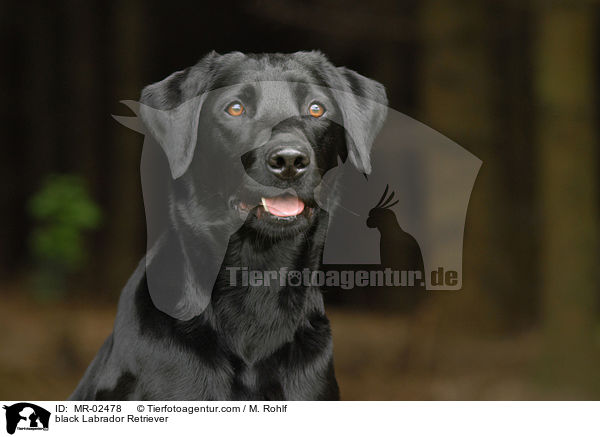 schwarzer Labrador Retriever / black Labrador Retriever / MR-02478