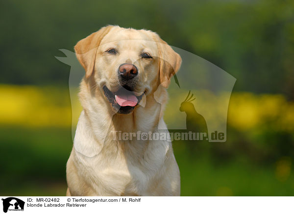 blonder Labrador Retriever / blonde Labrador Retriever / MR-02482