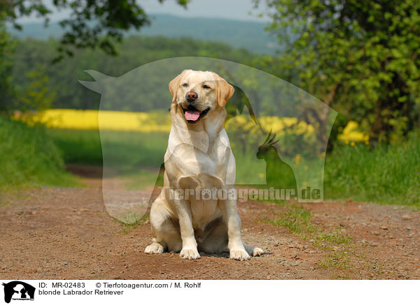 blonder Labrador Retriever / blonde Labrador Retriever / MR-02483