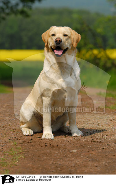 blonder Labrador Retriever / blonde Labrador Retriever / MR-02484