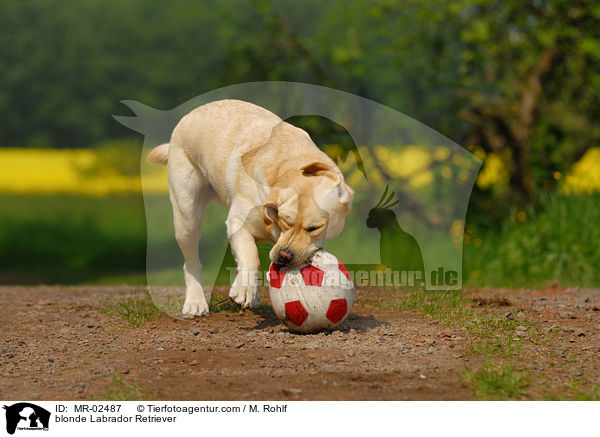 blonder Labrador Retriever / blonde Labrador Retriever / MR-02487