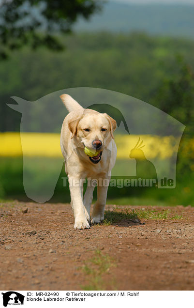 blonder Labrador Retriever / blonde Labrador Retriever / MR-02490