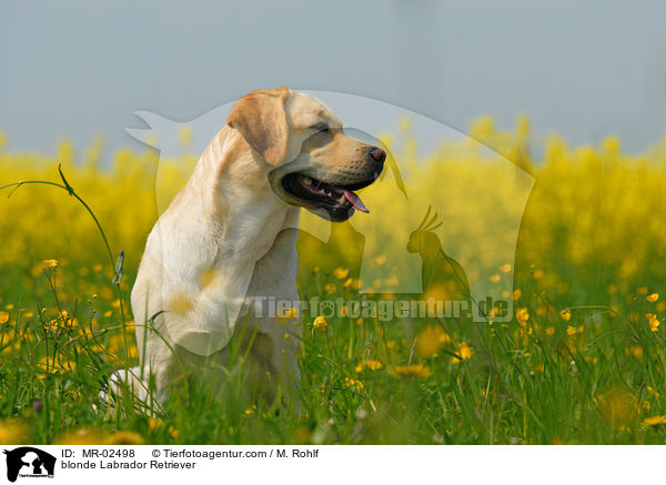 blonder Labrador Retriever / blonde Labrador Retriever / MR-02498