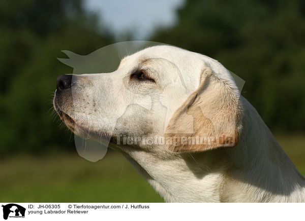 junger Labrador Retriever / young Labrador Retriever / JH-06305