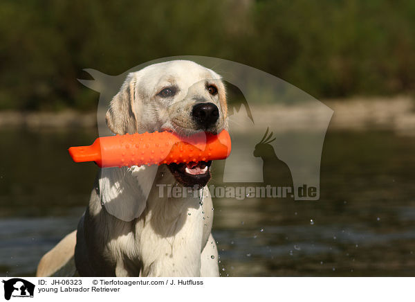 junger Labrador Retriever / young Labrador Retriever / JH-06323