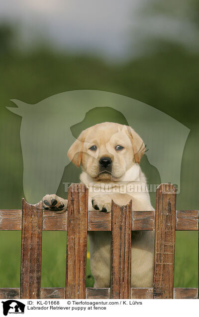 Labrador Retriever puppy at fence / KL-01668