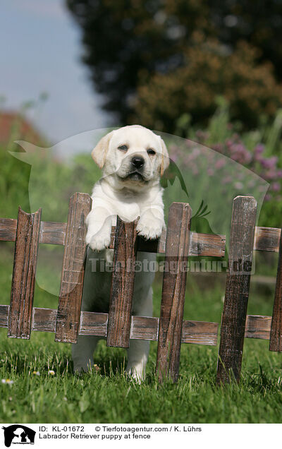 Labrador Retriever puppy at fence / KL-01672