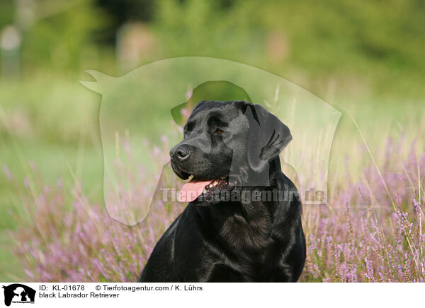 schwarzer Labrador Retriever / black Labrador Retriever / KL-01678