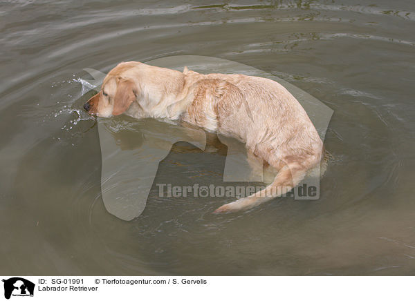 Labrador Retriever / Labrador Retriever / SG-01991