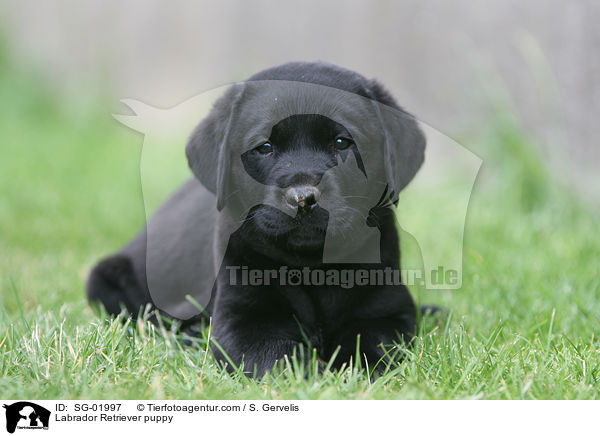 Labrador Retriever Welpe / Labrador Retriever puppy / SG-01997