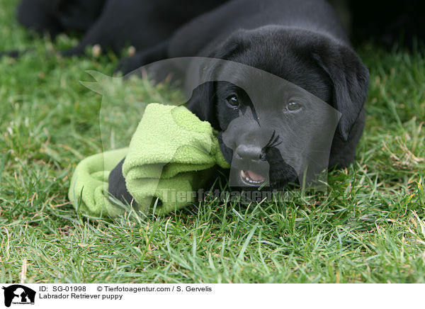 Labrador Retriever Welpe / Labrador Retriever puppy / SG-01998