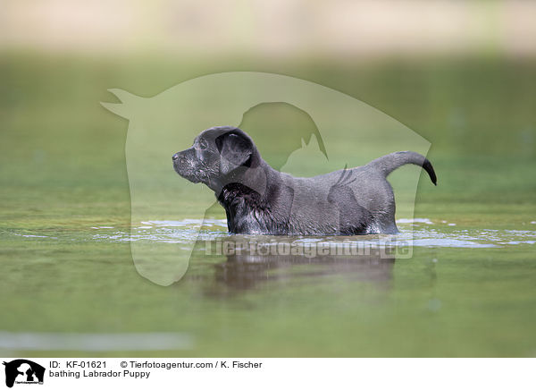 badender Labrador Retriever Welpe / bathing Labrador Puppy / KF-01621