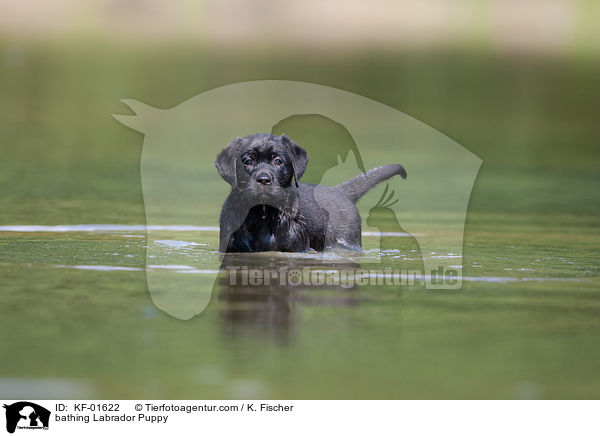 badender Labrador Retriever Welpe / bathing Labrador Puppy / KF-01622