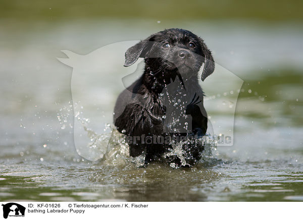 badender Labrador Retriever Welpe / bathing Labrador Puppy / KF-01626