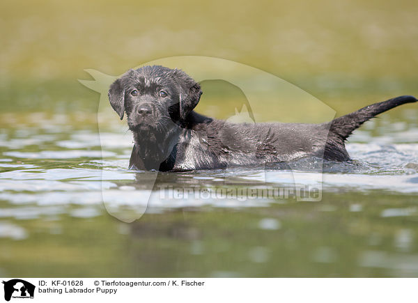 badender Labrador Retriever Welpe / bathing Labrador Puppy / KF-01628