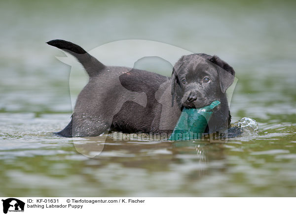 badender Labrador Retriever Welpe / bathing Labrador Puppy / KF-01631