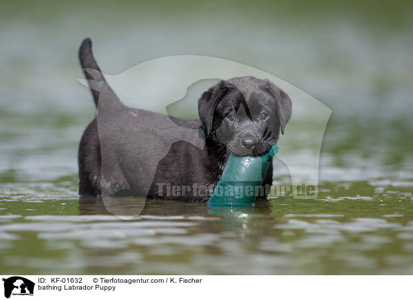 badender Labrador Retriever Welpe / bathing Labrador Puppy / KF-01632