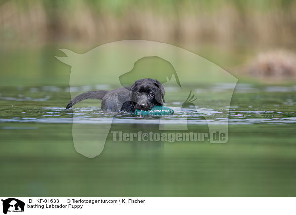 badender Labrador Retriever Welpe / bathing Labrador Puppy / KF-01633