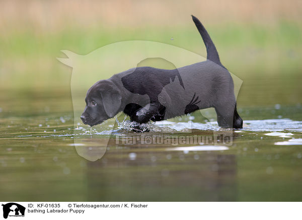 badender Labrador Retriever Welpe / bathing Labrador Puppy / KF-01635