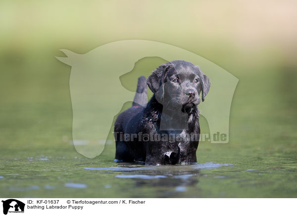 badender Labrador Retriever Welpe / bathing Labrador Puppy / KF-01637