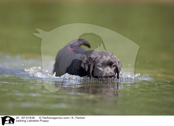 badender Labrador Retriever Welpe / bathing Labrador Puppy / KF-01638