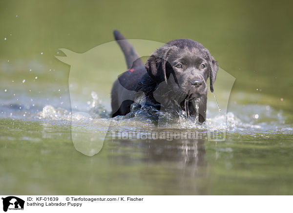 badender Labrador Retriever Welpe / bathing Labrador Puppy / KF-01639