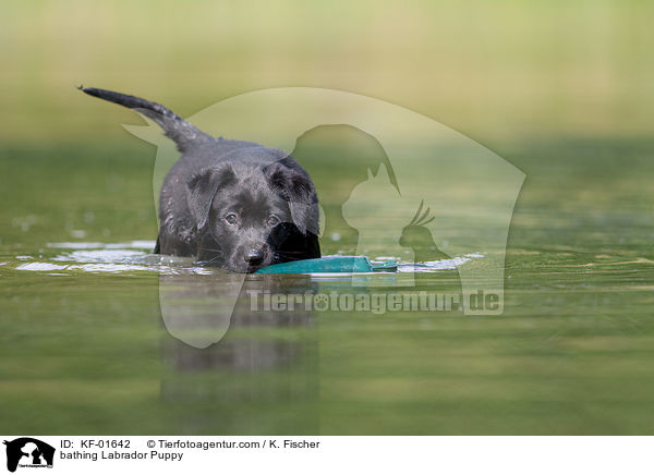 badender Labrador Retriever Welpe / bathing Labrador Puppy / KF-01642