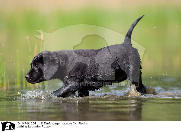 badender Labrador Retriever Welpe / bathing Labrador Puppy / KF-01654