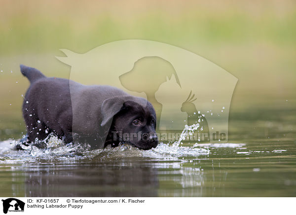 badender Labrador Retriever Welpe / bathing Labrador Puppy / KF-01657