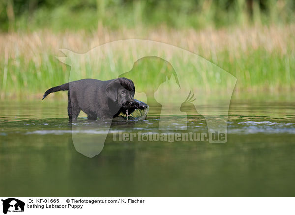 badender Labrador Retriever Welpe / bathing Labrador Puppy / KF-01665