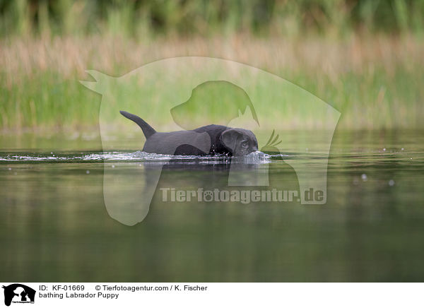 badender Labrador Retriever Welpe / bathing Labrador Puppy / KF-01669