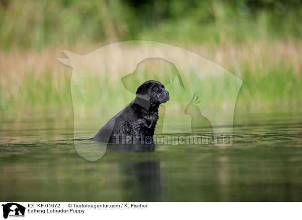 badender Labrador Retriever Welpe / bathing Labrador Puppy / KF-01672