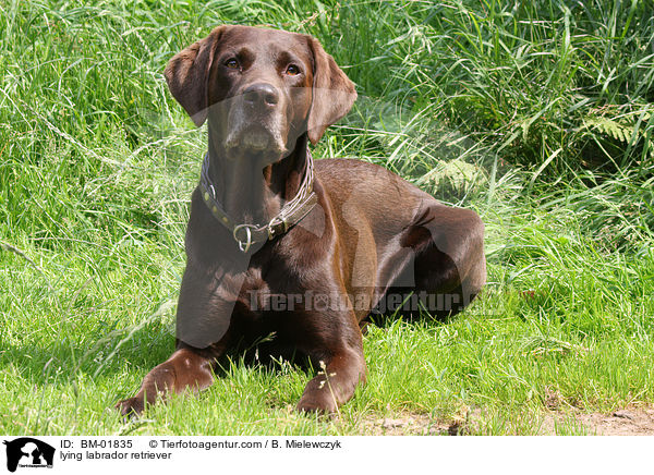 liegender Labrador Retriever / lying labrador retriever / BM-01835