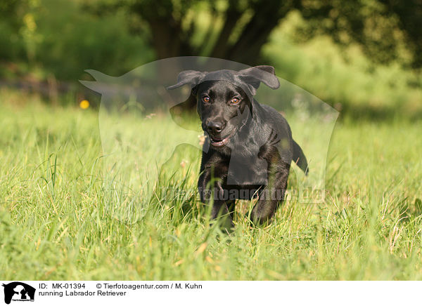 rennender Labrador Retriever / running Labrador Retriever / MK-01394