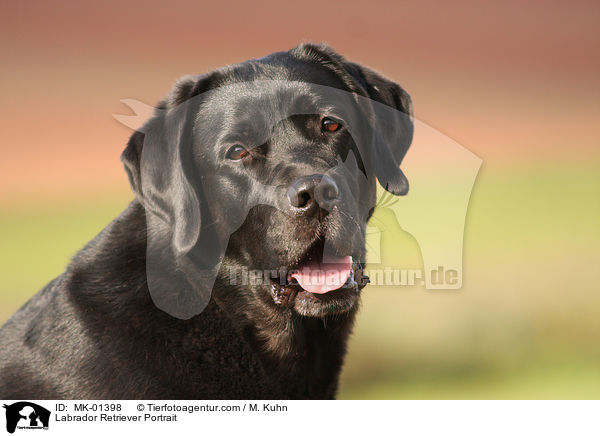 Labrador Retriever Portrait / Labrador Retriever Portrait / MK-01398