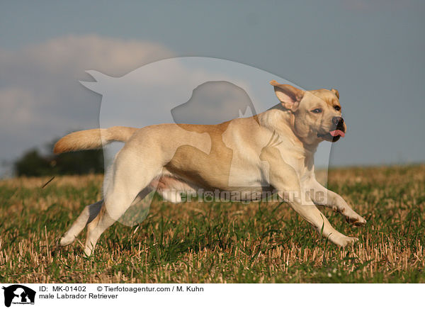 Labrador Retriever Rde / male Labrador Retriever / MK-01402
