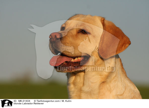 blonder Labrador Retriever / blonde Labrador Retriever / MK-01404