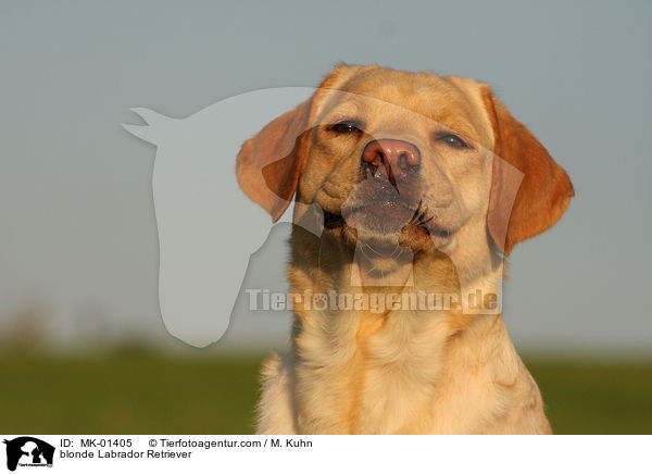 blonder Labrador Retriever / blonde Labrador Retriever / MK-01405