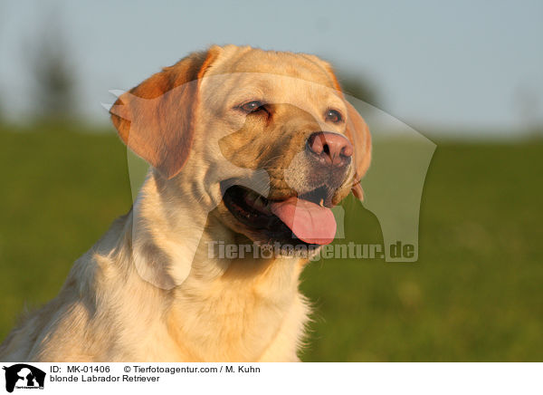blonder Labrador Retriever / blonde Labrador Retriever / MK-01406
