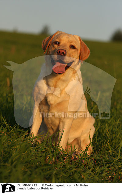 blonder Labrador Retriever / blonde Labrador Retriever / MK-01412