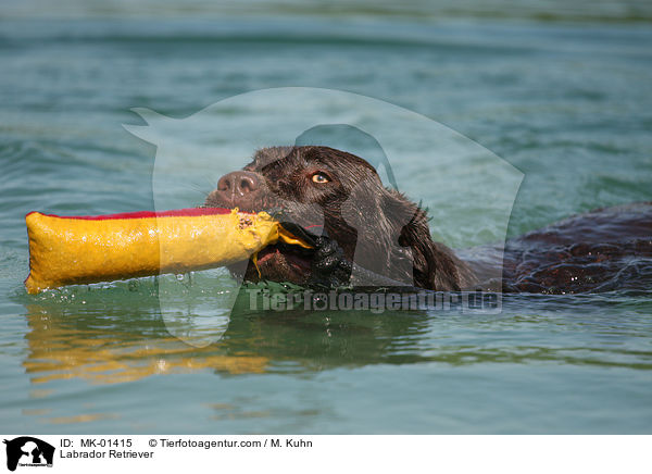 Labrador Retriever / Labrador Retriever / MK-01415