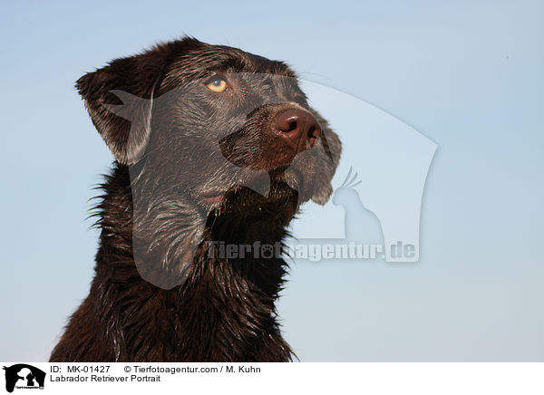 Labrador Retriever Portrait / Labrador Retriever Portrait / MK-01427