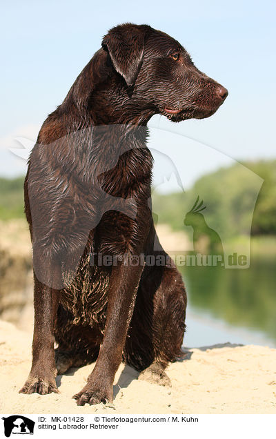sitzender Labrador Retriever / sitting Labrador Retriever / MK-01428