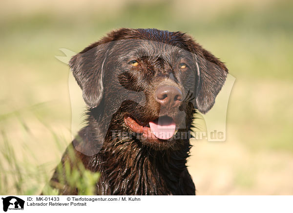 Labrador Retriever Portrait / Labrador Retriever Portrait / MK-01433