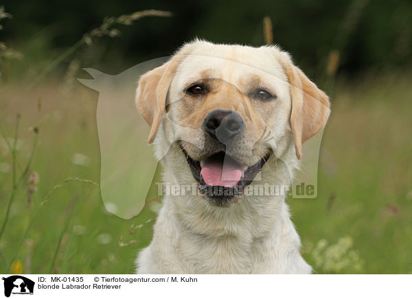 blonder Labrador Retriever / blonde Labrador Retriever / MK-01435